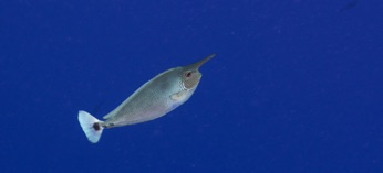 Rangiroa Unicorn Fish